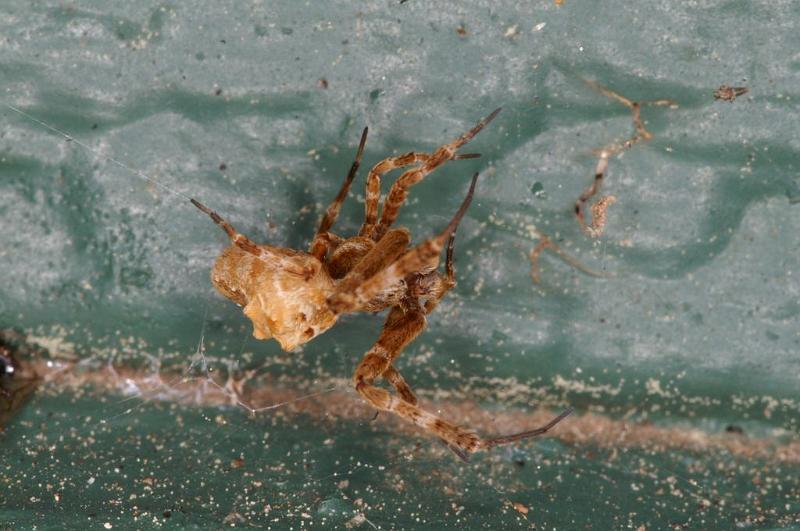 Uloborus_congregabilis_D7103_Z_89_Camping near sewage_Australie.jpg